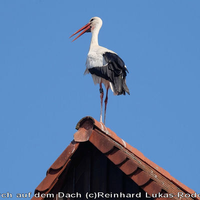 16-Storch auf dem Dach (c)Reinhard Lukas-Rodenbach