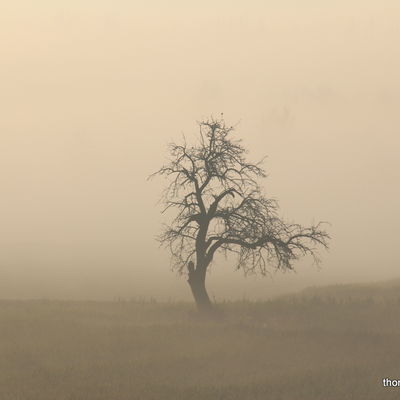 Baum im Nebel (c)Apel
