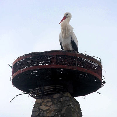 Der Storch auf dem Nest des Wehrturmes (c)Hofmann