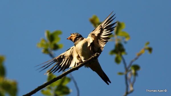 Jungvogel (c)Apel
