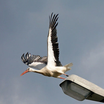 Der Storch beim Abflug (c)Erhard Lukas