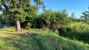Rodenbach Juli 2020