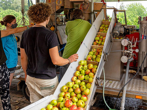 Äpfel in der mobilen Kelterei (c)Juergen Strathmann