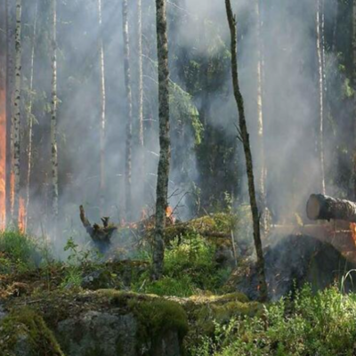 (Waldbrand)