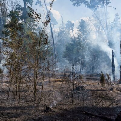 Brandfl&auml;che in Rodenbach (Presse MKK)