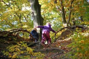 Kinder im Wald