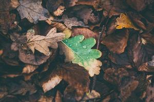 Trockenheit im Wald
